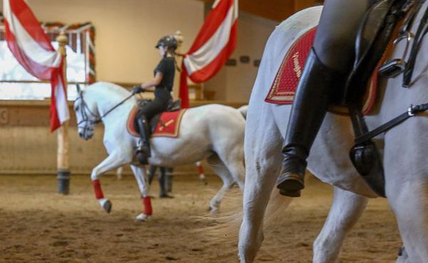 Riding lessons and trail rides