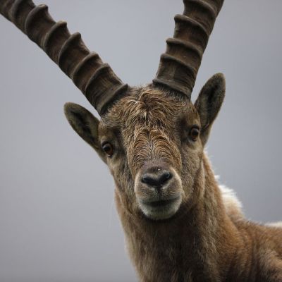 Jagdrevier am Wilden Kaiser