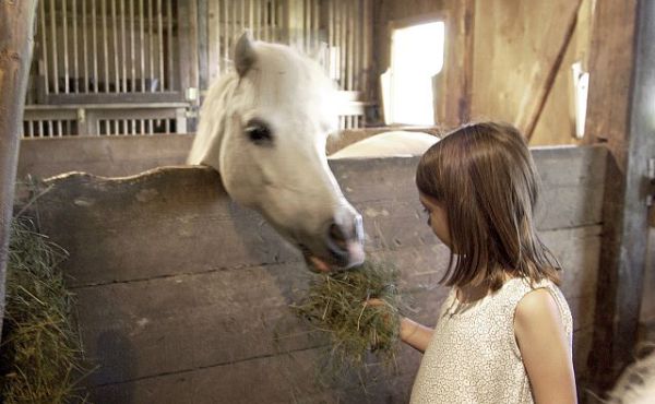 Our ponies