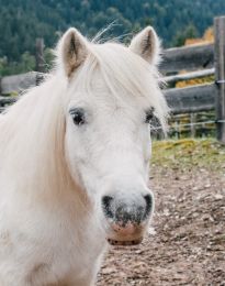 Animal