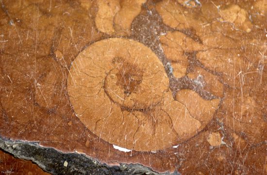 Fossil im roten Marmor