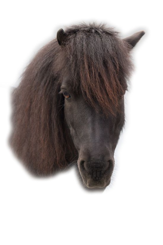 Pony Stanglwirt Blacky