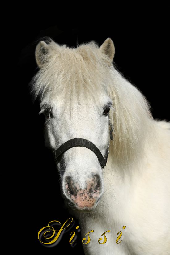 Pony Stanglwirt Sissi