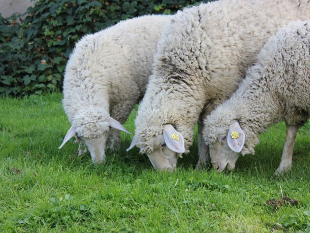 Unsere neuen Schafe