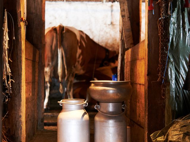 Hay milk from